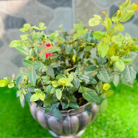 ева Синеморец