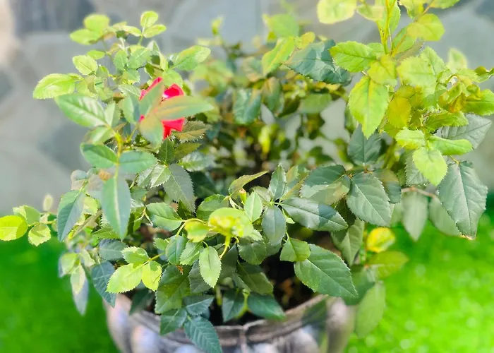 ева シネモレツ